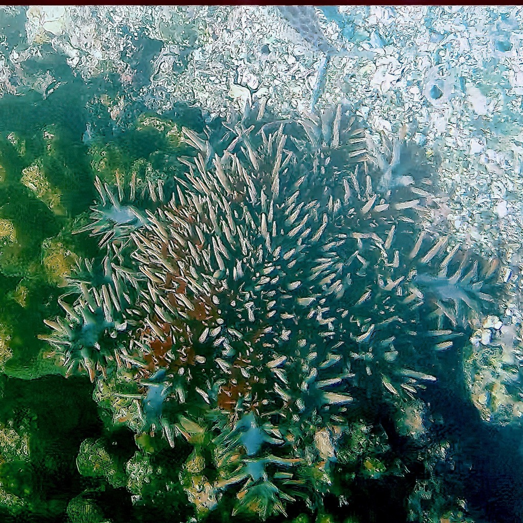 Immagine rappresentativa del genere Acanthaster