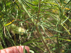 Dracocephalum austriacum