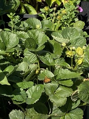 Pyrausta orphisalis