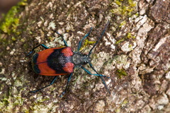 Hileolaspis aurata