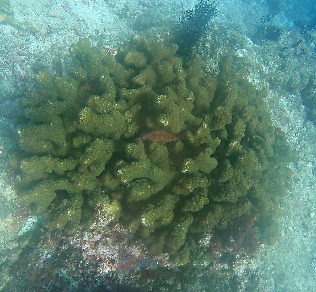 Coral hawkfish