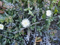 Delosperma guthriei