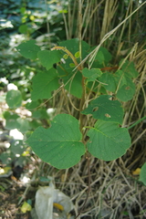 Actinidia setosa