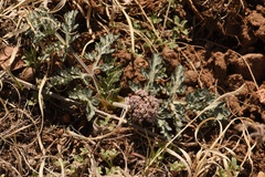 Lomatium orientale
