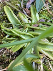 Pinguicula alpina