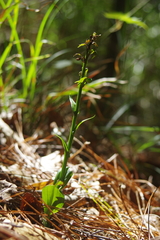 Platanthera minor