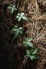 Gynostemma pentaphyllum