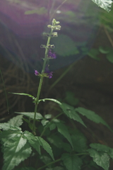 Salvia formosana