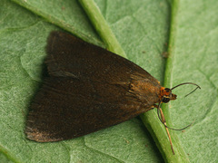 Evergestis aenealis