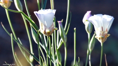 Calochortus venustus