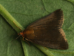 Evergestis aenealis