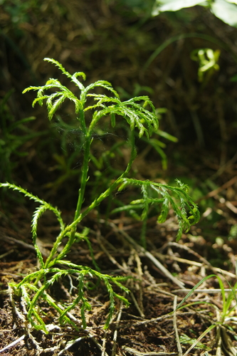 Diphasiastrum multispicatum (Diphasiastrum multispicatum)