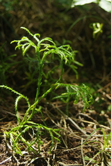 Diphasiastrum multispicatum