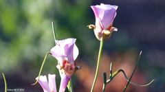 Calochortus venustus