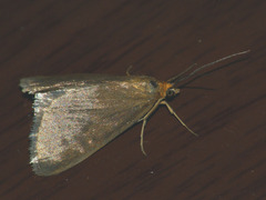 Evergestis aenealis