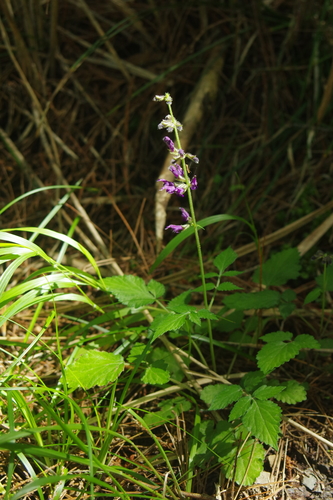 Image of Salvia formosana by (c) Cheng-Te Hsu, some rights reserved (CC BY)