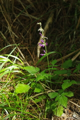 Salvia formosana