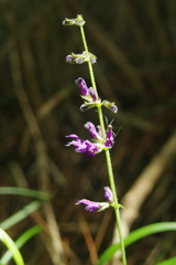 Salvia formosana