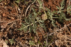 Lomatium orientale