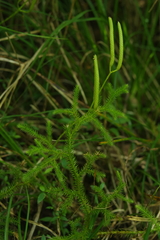 Lycopodium japonicum