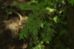 Chamaecyparis formosensis