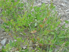 Polygonum achoreum