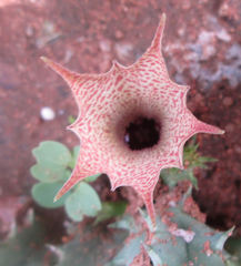 Huernia longituba