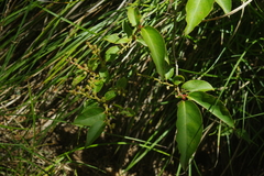 Lyonia ovalifolia