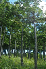 Chamaecyparis formosensis