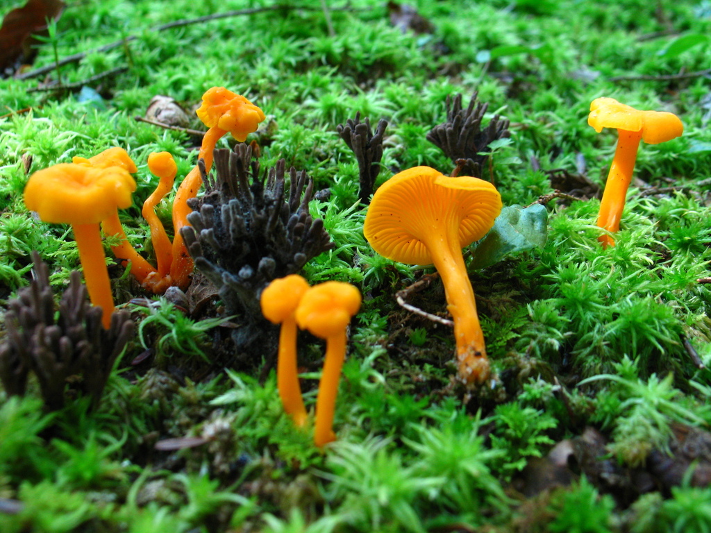 Small Chanterelle from Dauphin County, PA, USA on July 15, 2007 at 10