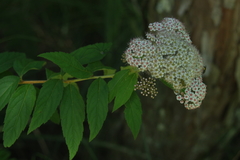 Spiraea formosana