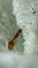 Solenopsis validiuscula