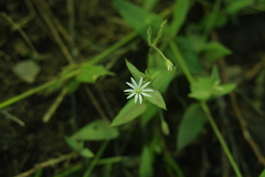 Stellaria vestita