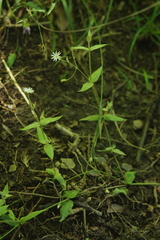 Stellaria vestita