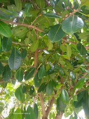 Ficus americana