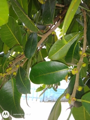 Ficus americana