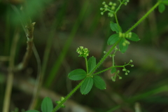 Galium formosense