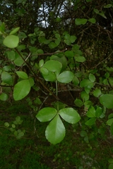 Melicope ×mantellii