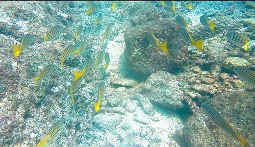 Blue and gold snapper (Lutjanus viridis) — Lutjanidae