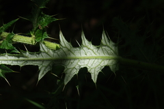 Cirsium suzukii