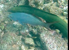 Pacific Creolefish