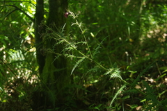 Cirsium suzukii