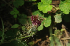 Cirsium suzukii