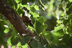 Galloperdix lunulata