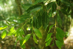 Cinnamomum insularimontanum