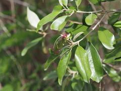 Capparis cynophallophora