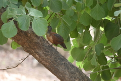 Galloperdix lunulata