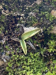 Pinguicula alpina