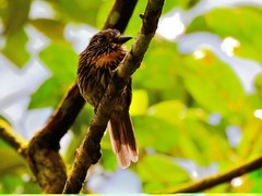 Malacoptila fulvogularis