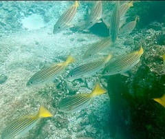Lutjanus viridis